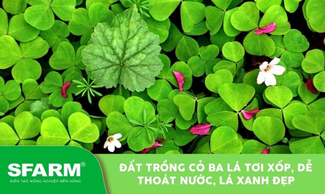 Đất trồng cỏ ba lá giúp cỏ mọc nhanh và bền đẹp