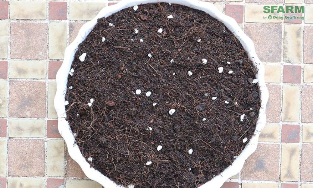 Đất trồng hoa kiểng SFARM