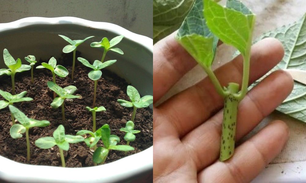 Trồng bằng hạt và giâm cành trên đất
