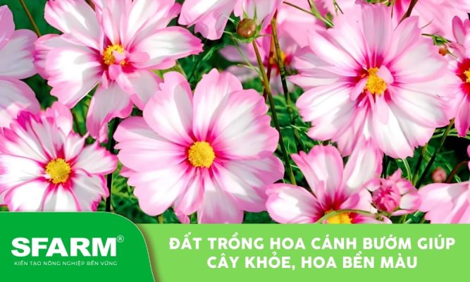 Đất trồng hoa cánh bướm phù hợp mọi không gian vườn