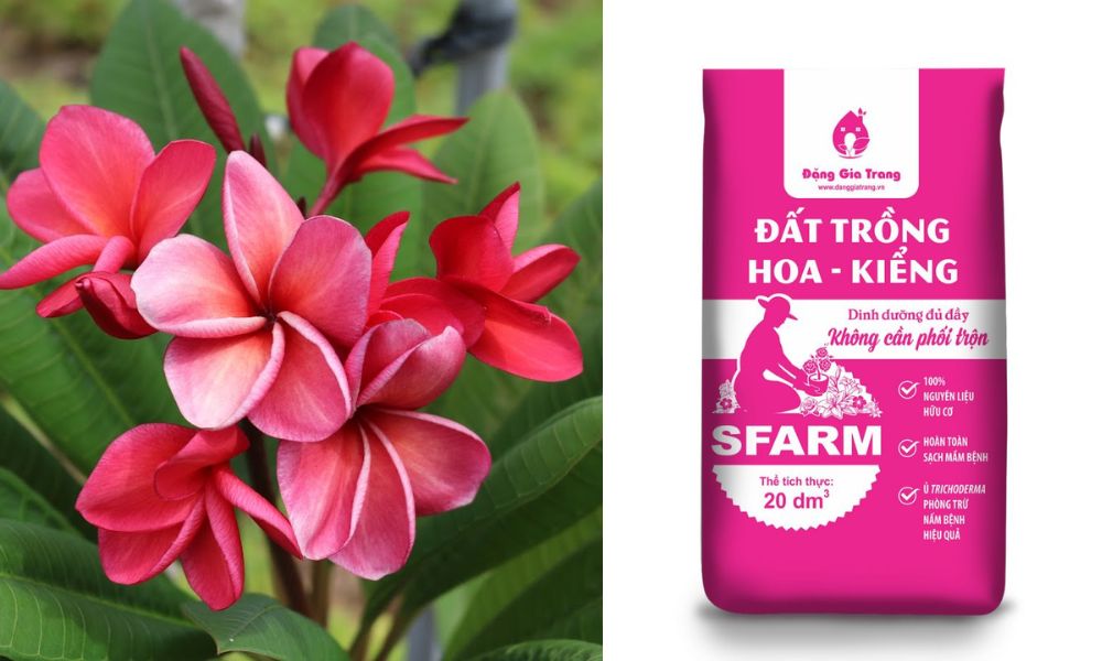 Đất trồng hoa kiểng SFARM