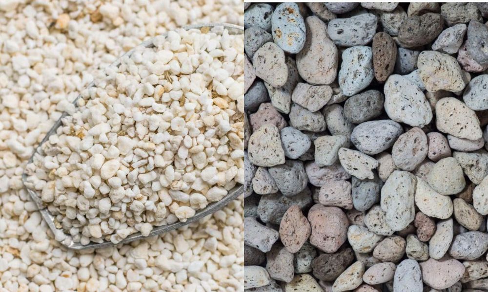 Đá perlite BA, đá pumice là nguyên liệu cần thiết để trồng hoa sứ