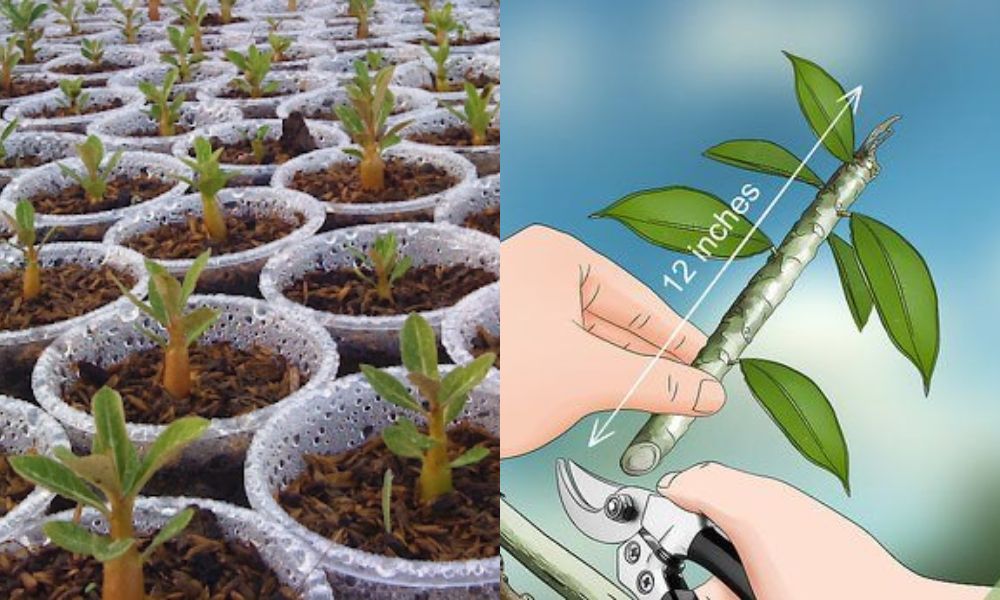 Trồng hoa sứ bằng hạt và giâm cành