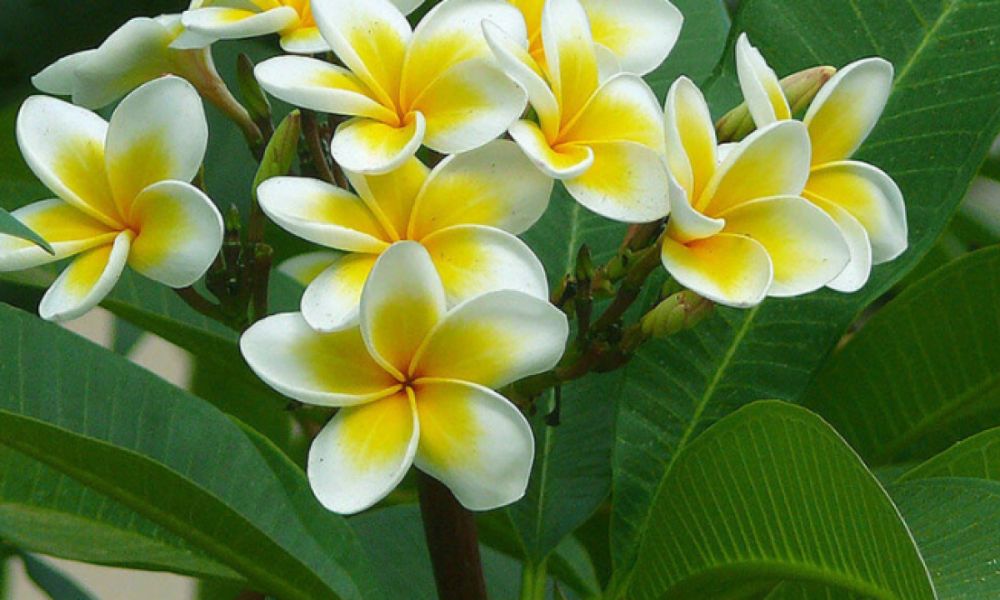 Đất trồng hoa sứ