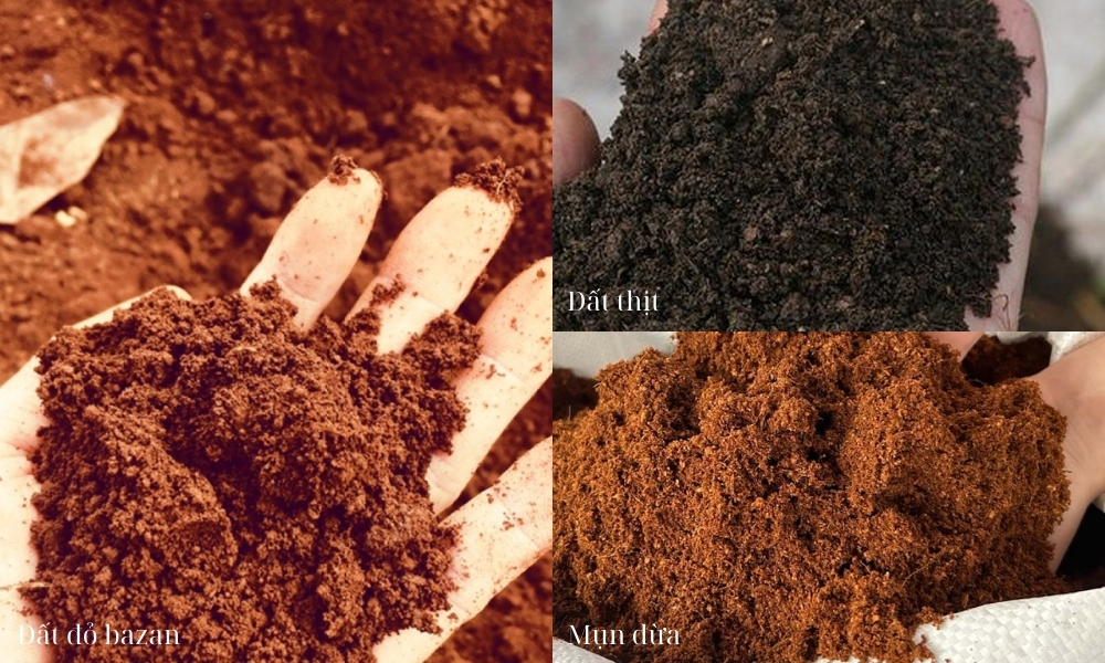 Trộn đất đỏ bazan hoặc đất thịt với mụn dừa theo tỷ lệ 1:1:1