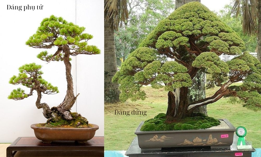 Tạo dáng bonsai cho kim sa tùng