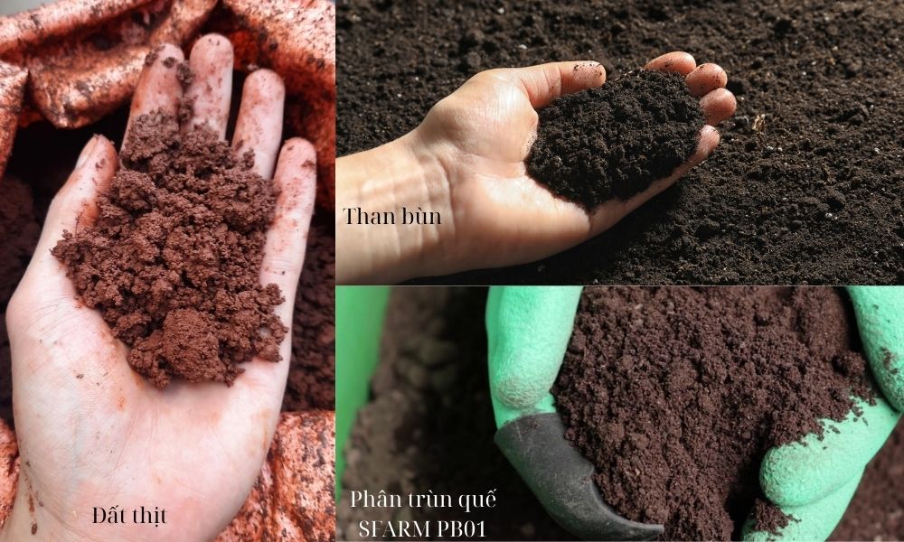 Đất trồng kiwi phối trộn theo tỷ lệ 1:1:1 giữa đất thịt, than bùn và phân trùn quế