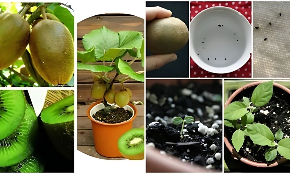 Trồng kiwi từ hạt và cây con