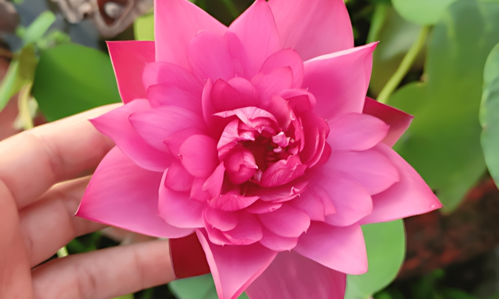 Điều kiện sinh trưởng của hoa sen