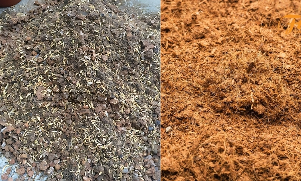 Bổ sung trấu mục hoặc xơ dừa sẽ giúp đất tơi xốp, tăng khả năng thoáng khí