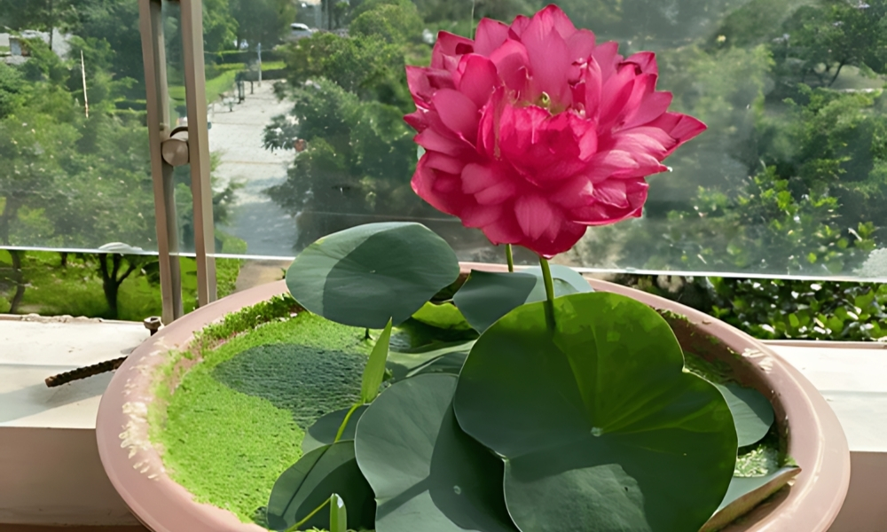 Trồng sen trong chậu kiểng, lu sành