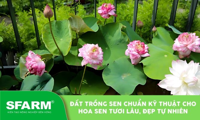 Đất trồng sen tơi xốp giúp cây phát triển mạnh, hoa nở đẹp