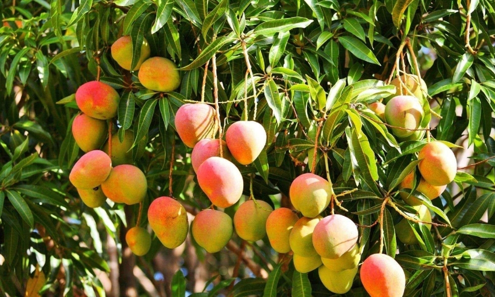 Đất trồng xoài là gì và điều kiện sinh trưởng