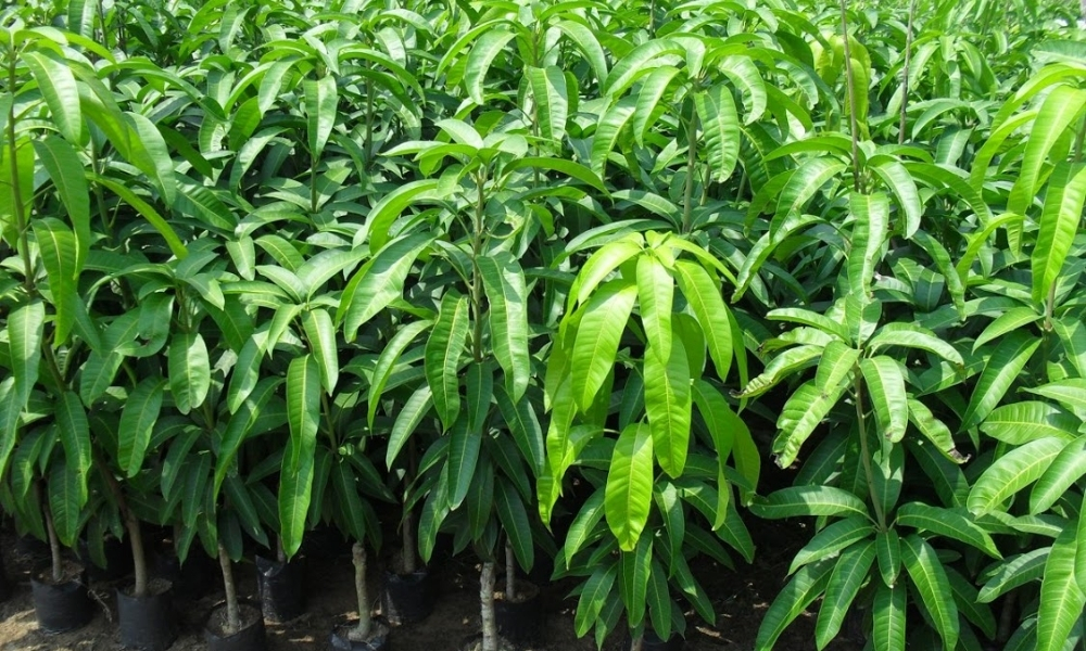 Các loại giống xoài phổ biến