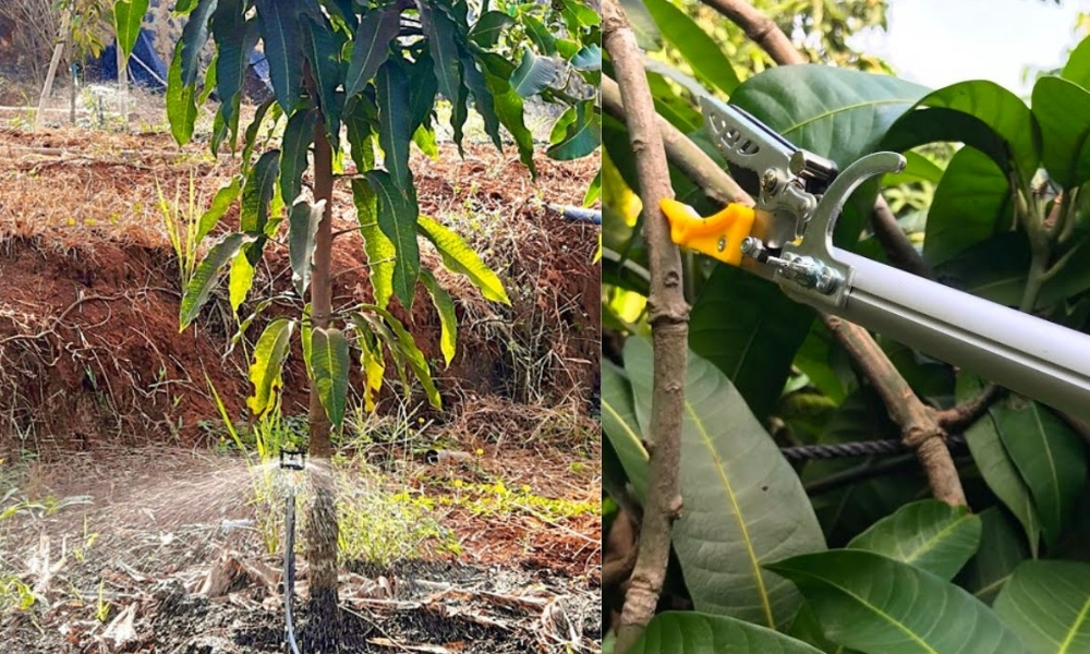 Kỹ thuật trồng và chăm sóc cây xoài