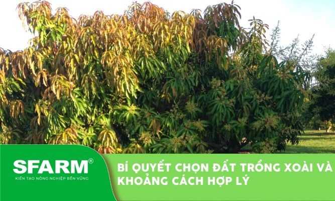 Bí quyết chọn đất trồng xoài và khoảng cách trồng bền vững