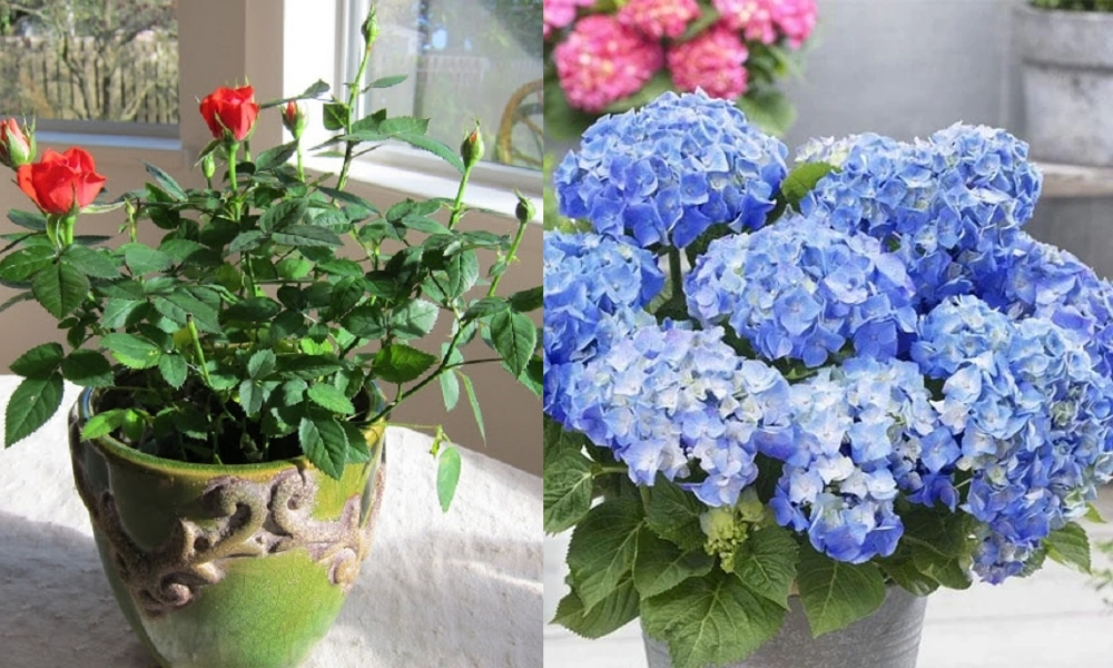 Cây cảnh trồng trên sân thượng như hoa hồng, cẩm tú
