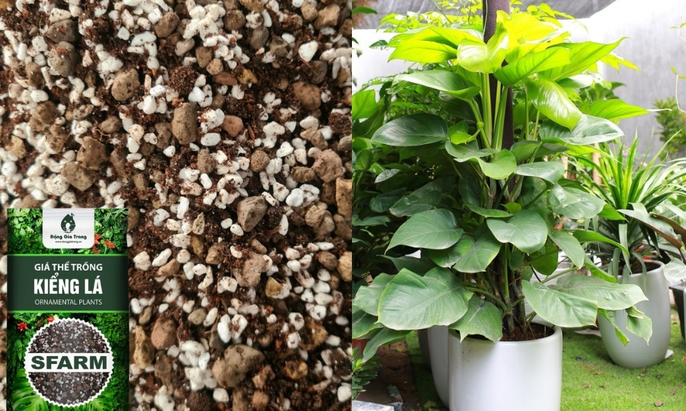 Giá thể kiểng lá SFARM cho nhà vườn