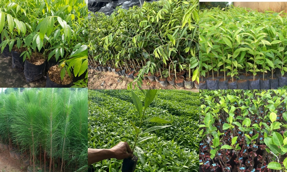 Giống cây trồng có vai trò gì?