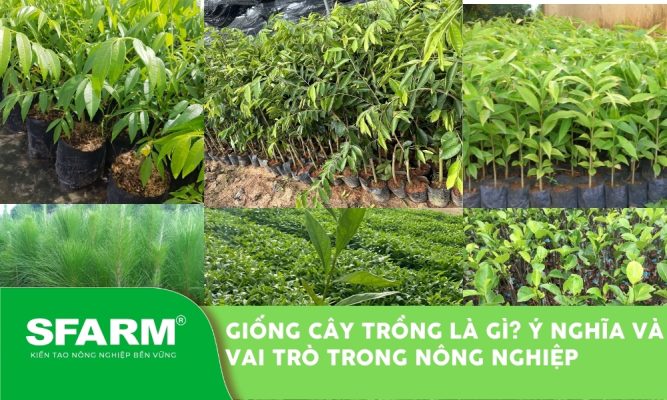 Giống cây trồng là gì? Ý nghĩa và vai trò trong nông nghiệp