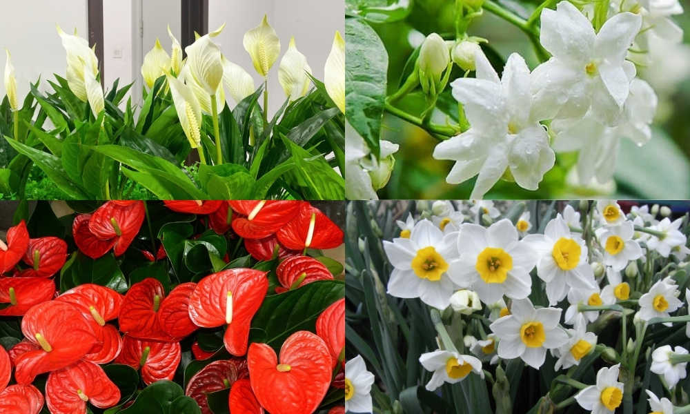 Hoa gì dễ trồng trong nhà không cần nhiều ánh sáng
