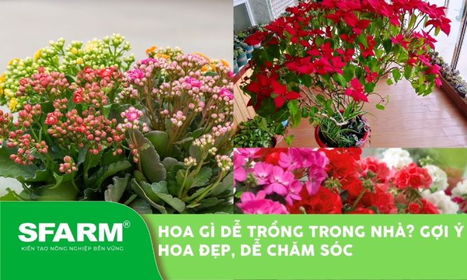 hoa gi de trong trong nha thumb