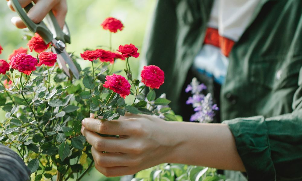 Hoa gì trồng trong nhà đẹp, dễ chăm và hợp phong thủy?