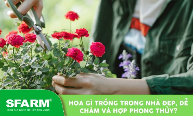 hoa gi trong trong nha