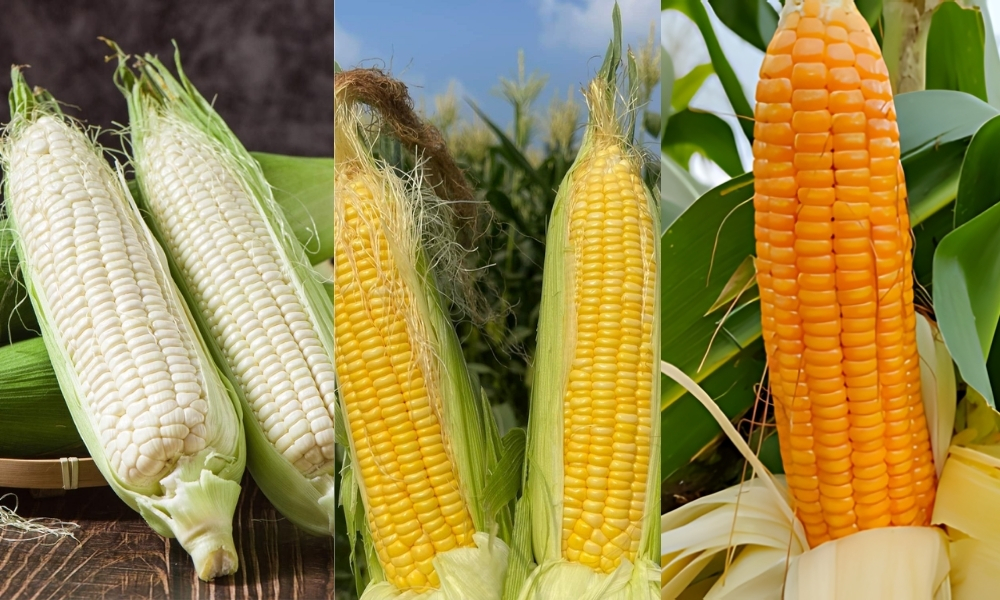 Các loại bắp phổ biến: bắp nếp, bắp ngọt, bắp sinh khối