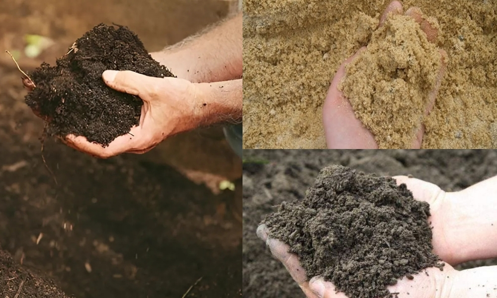 Đất thịt, đất cát pha hoặc đất phù sa giàu hữu cơ, giúp rễ phát triển mạnh