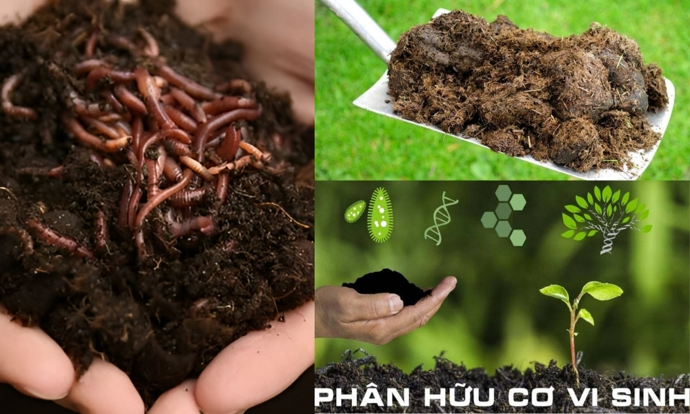 Sử dụng phân chuồng hoai mục, phân trùn quế hoặc phân bón hữu cơ vi sinh giúp đất thêm mùn, tăng độ tơi xốp