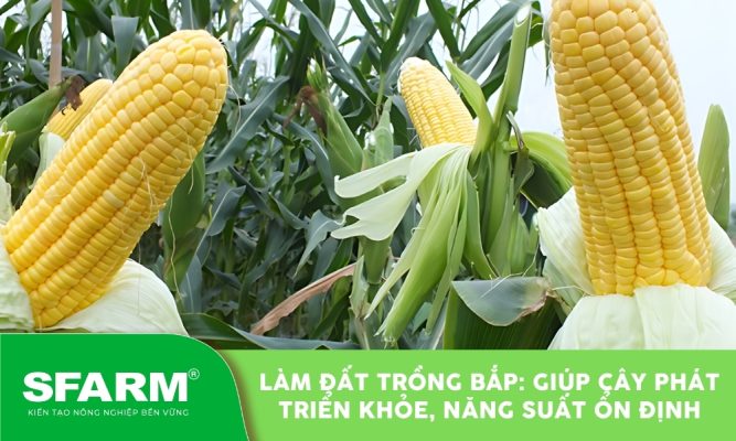 Làm đất trồng bắp đúng cách giúp cây sinh trưởng khỏe, hạt chắc đều