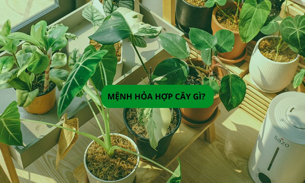 Mệnh Hỏa trồng cây gì? 10 loại cây phong thủy nên trồng