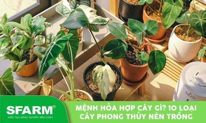 menh hoa trong cay gi
