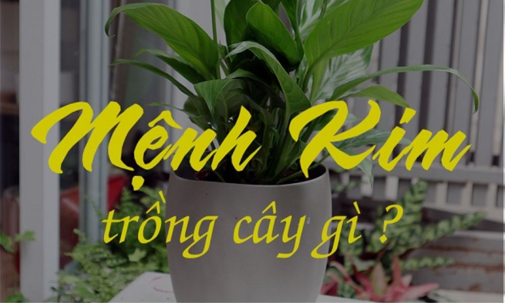 Mệnh Kim trồng cây gì? Top cây phong thủy hợp mệnh Kim hút tài lộc