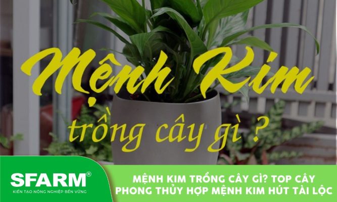 menh kim trong cay gi