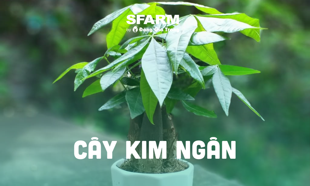 menh moc nen trong cay gi truoc nha 4