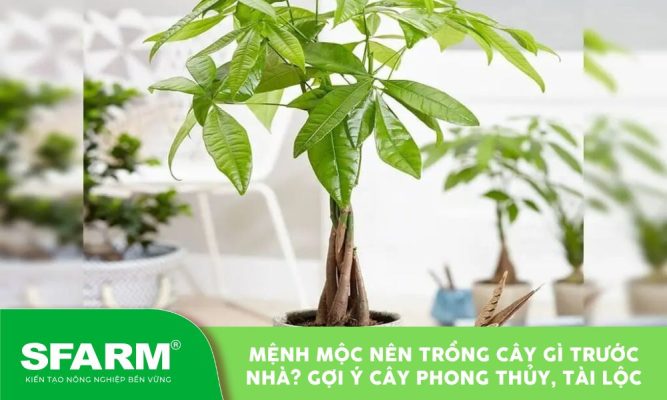 menh moc nen trong cay gi truoc nha