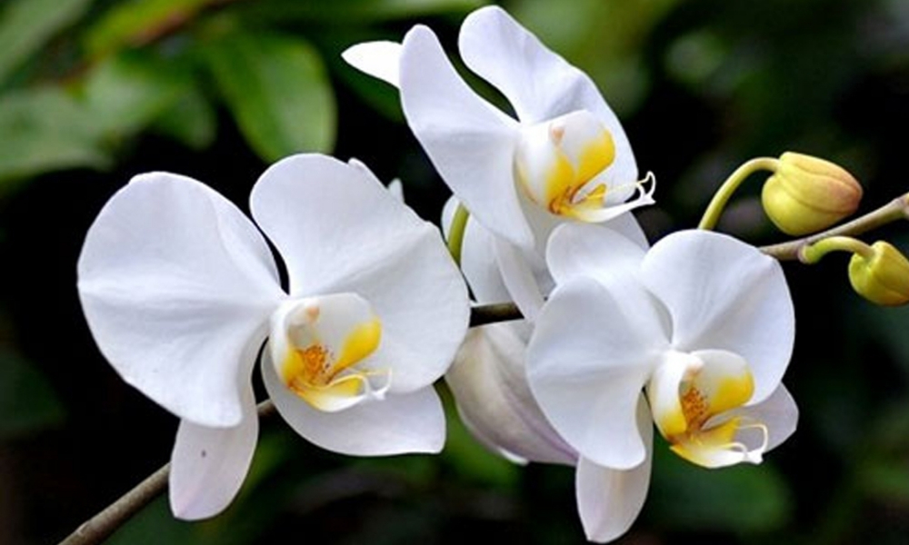Phong lan trắng: Thanh lịch, tăng trí tuệ