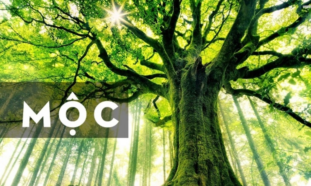 Không chọn cây hành Mộc vì chúng có thể làm giảm tài lộc