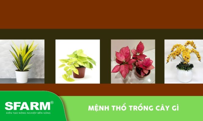 Mệnh thổ trồng cây gì