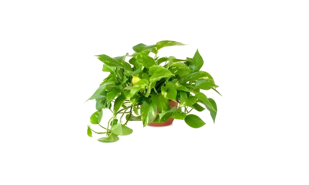 Cây Trầu Bà Vàng: Thu hút tài lộc, dễ chăm sóc
