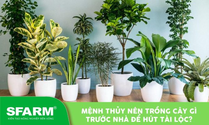 menh thuy nen trong cay gi truoc nha