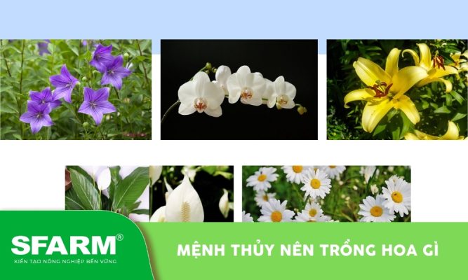 Mệnh thủy nên trồng hoa gì