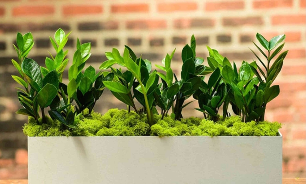 Mệnh thuỷ trồng cây gì trên bàn làm việc phù hợp nhất?