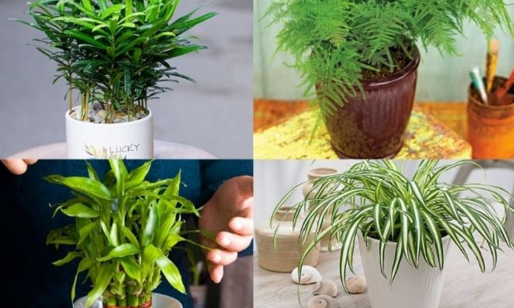 Top cây để bàn làm việc hợp mệnh Thủy mang tài lộc, may mắn