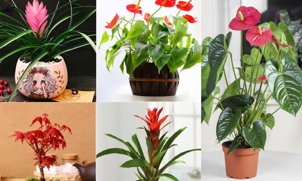 Mệnh Thủy nên tránh trồng cây gì trên bàn làm việc?