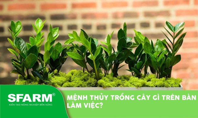 Mệnh Thủy trồng cây gì trên bàn làm việc? Gợi ý cây hợp phong thủy