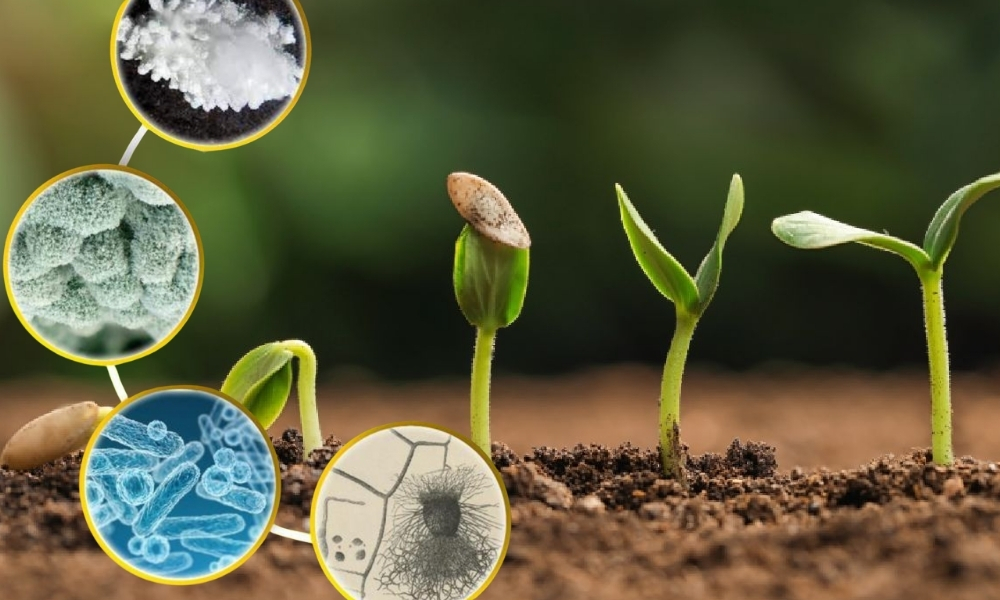 Mua chế phẩm sinh học số lượng lớn ở đâu?
