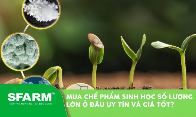 mua che pham sinh hoc so luong lon thumb